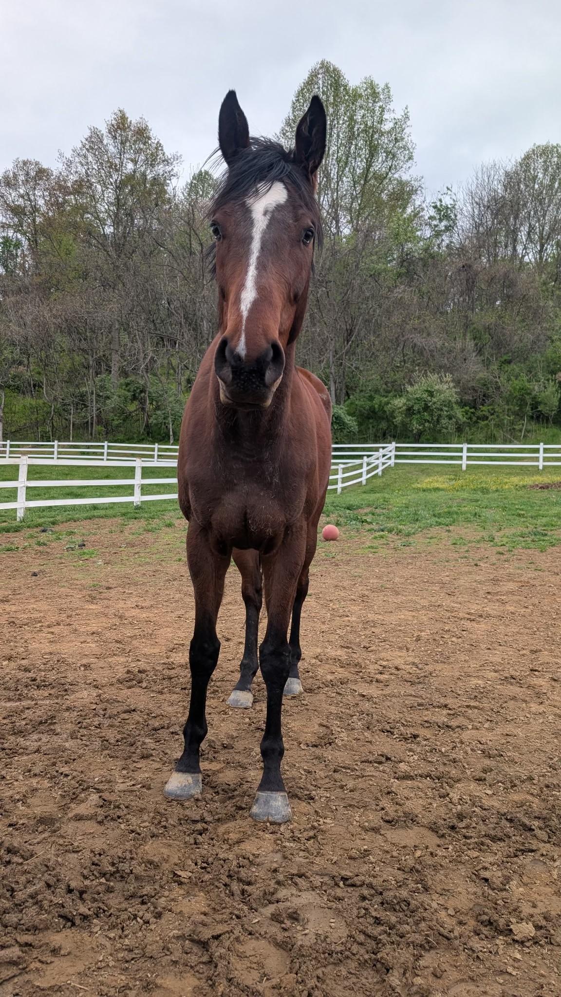 Enlarge Sycamore Miss, a ADOPTABLE Thoroughbred in KNOXVILLE, MD image 5/5