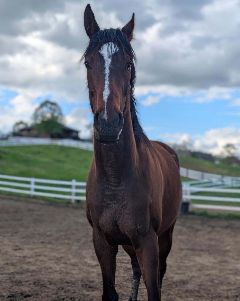 Enlarge Sycamore Miss, a ADOPTABLE Thoroughbred in KNOXVILLE, MD image 1/5