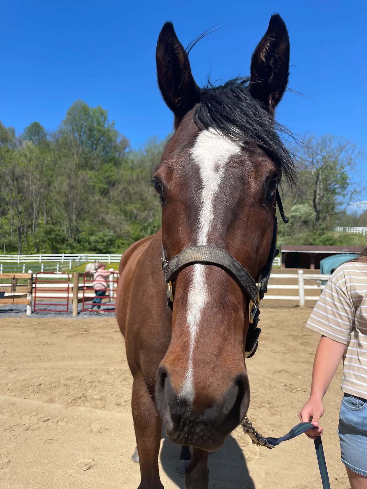 Enlarge Sycamore Miss, a ADOPTABLE Thoroughbred in KNOXVILLE, MD image 3/5