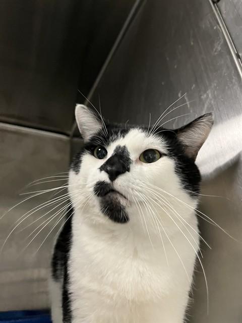 Enlarge GILLIGAN, a Adoptable Domestic Short Hair in Bloomington, IL image 1/1