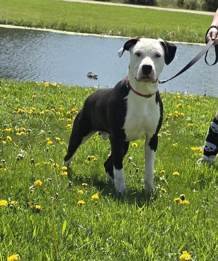 Chiron, Adoptable, Young Male Dogo Argentino.
