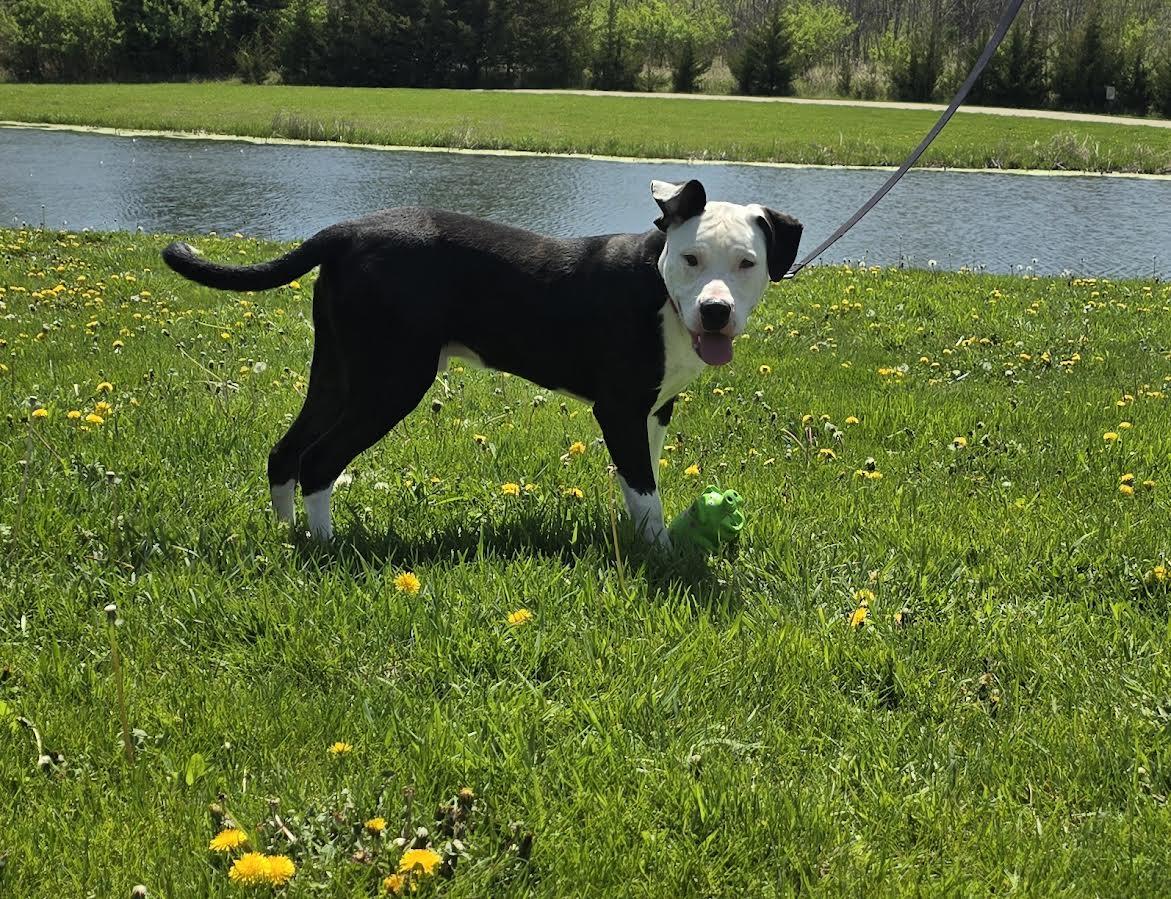 Chiron, a Adoptable Dogo Argentino in Oskaloosa, IA image 2/3