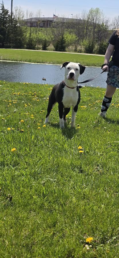 Chiron, a Adoptable Dogo Argentino in Oskaloosa, IA image 3/3