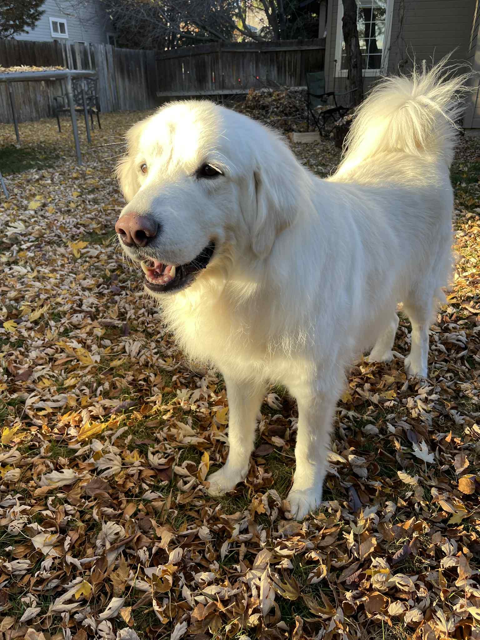 Maggie, a Adoptable Great Pyrenees in Bountiful, UT image 1/3