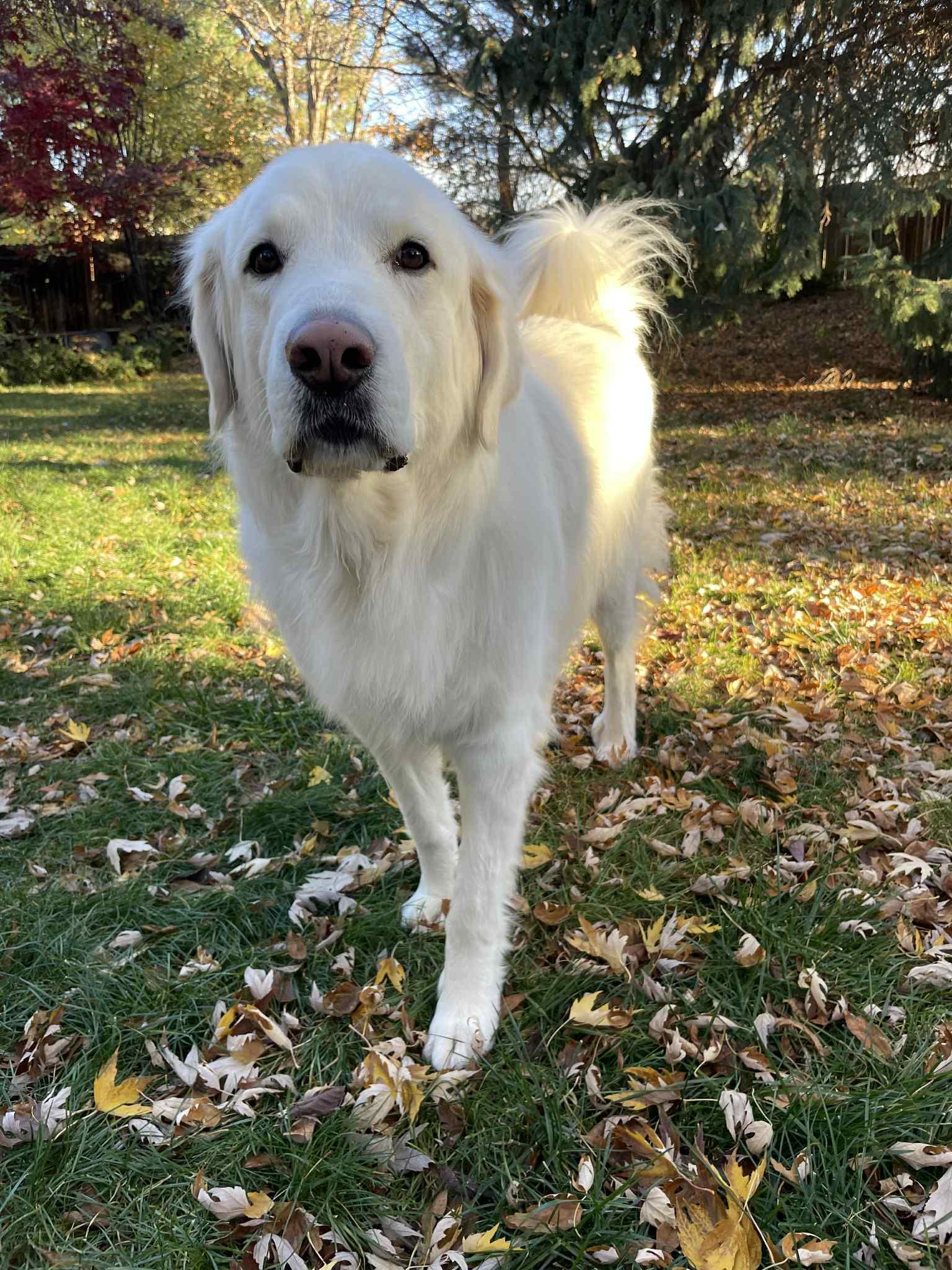 Maggie, a Adoptable Great Pyrenees in Bountiful, UT image 2/3