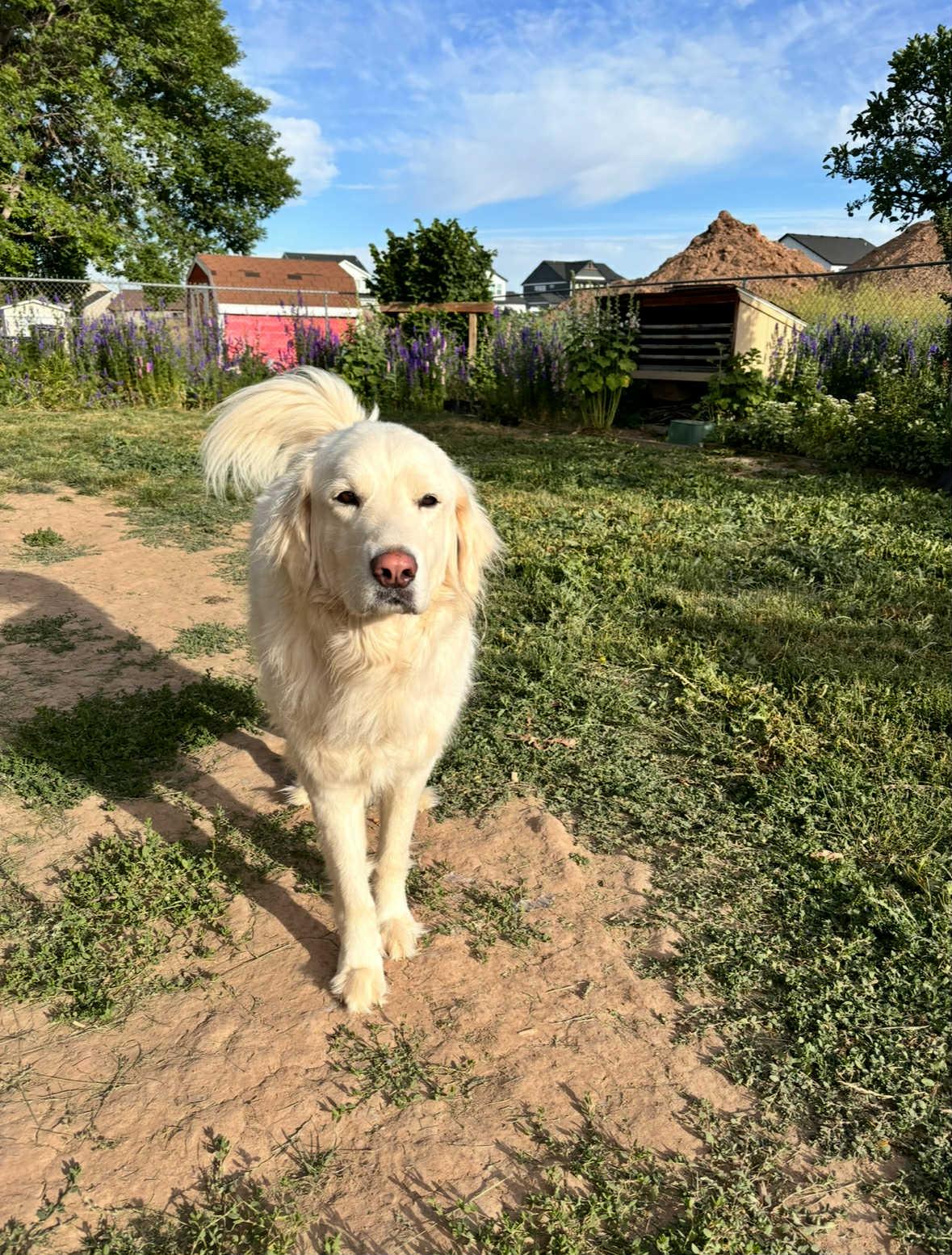 Maggie, a Adoptable Great Pyrenees in Bountiful, UT image 3/3