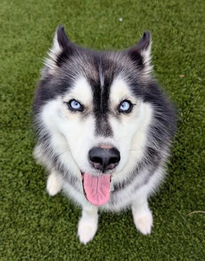 Enlarge Sky- in foster home, a Adoptable Husky in Hamilton, OH image 2/3