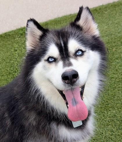 Sky- in foster home, Adoptable, Adult Female Husky.