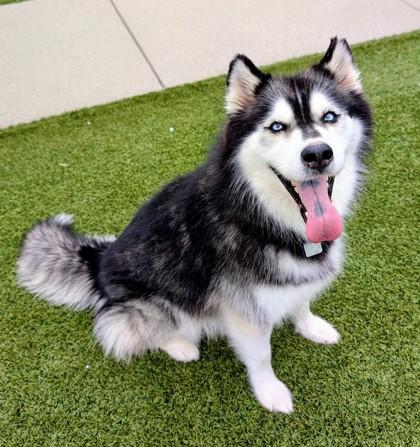 Enlarge Sky- in foster home, a Adoptable Husky in Hamilton, OH image 3/3