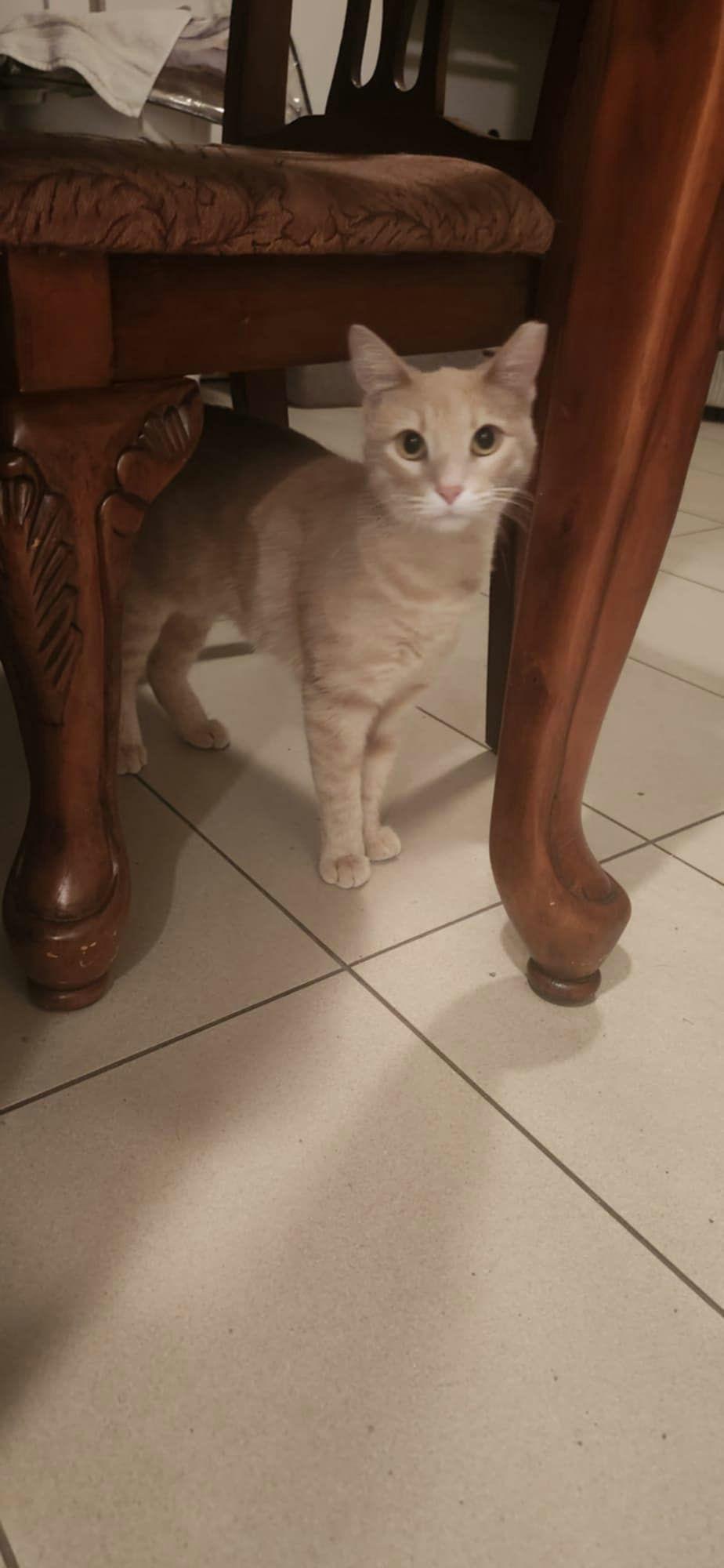 Jane, a Adoptable Domestic Short Hair in Houston, TX image 3/3