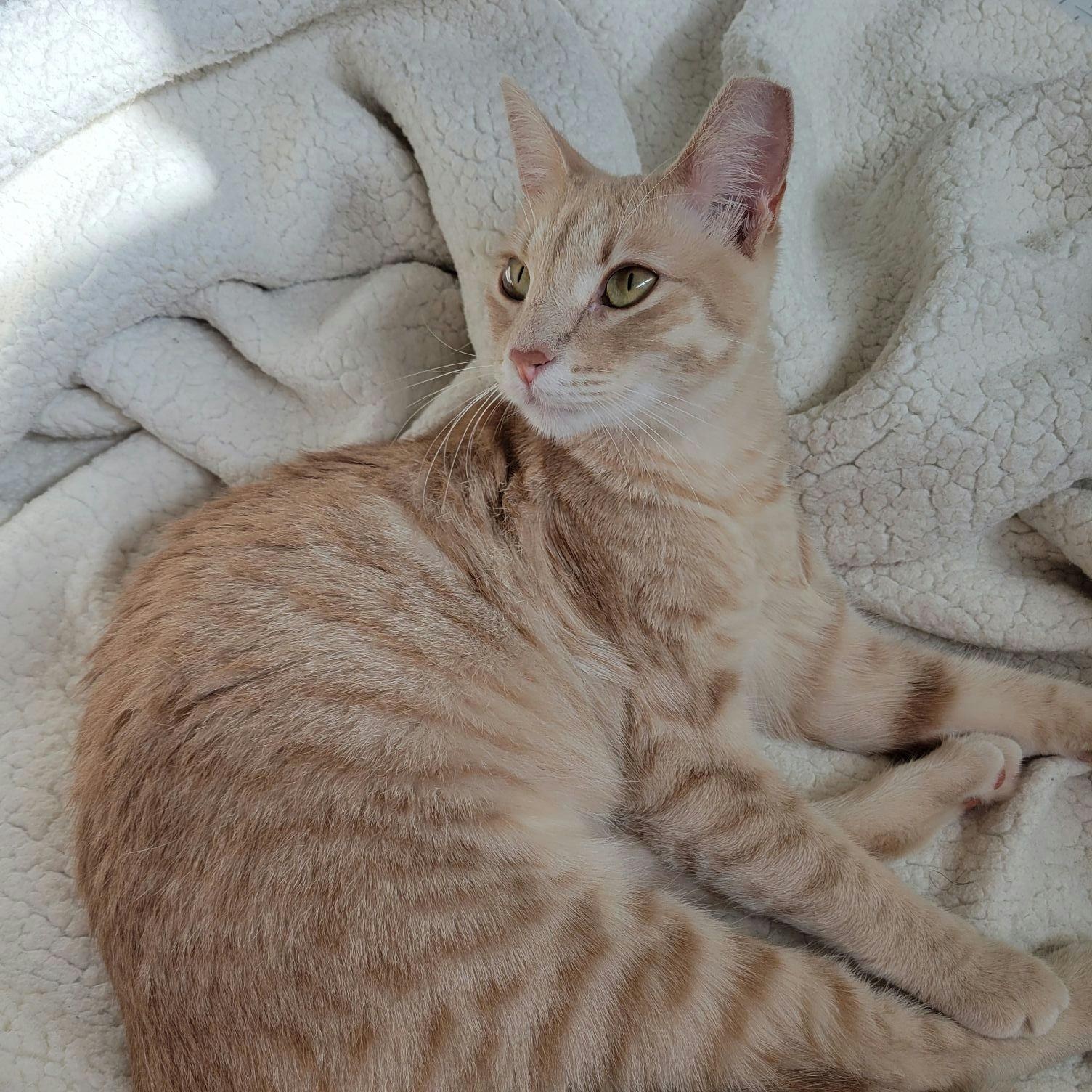 Jane, a Adoptable Domestic Short Hair in Houston, TX image 1/3