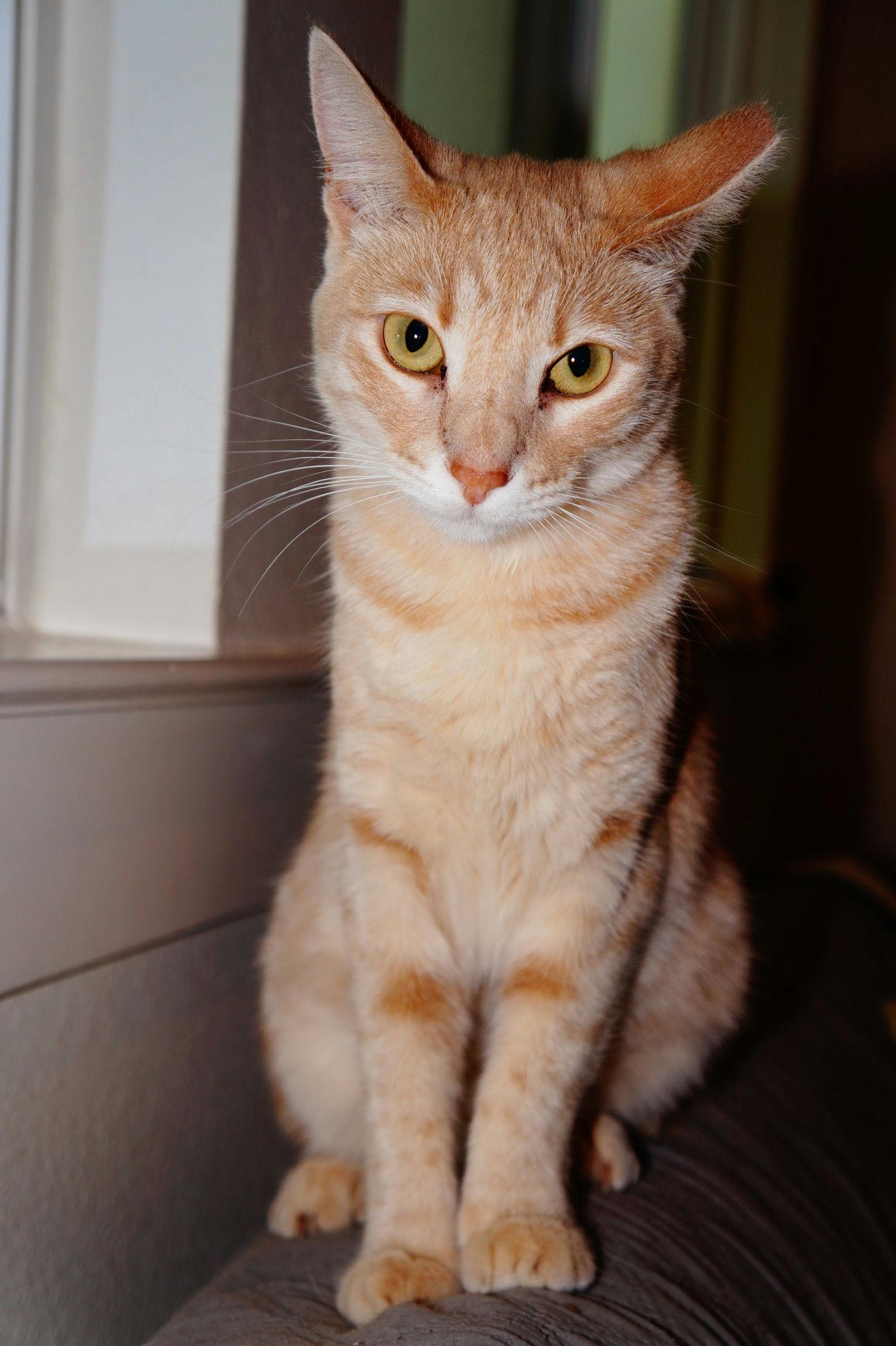 Jane, a Adoptable Domestic Short Hair in Houston, TX image 2/3
