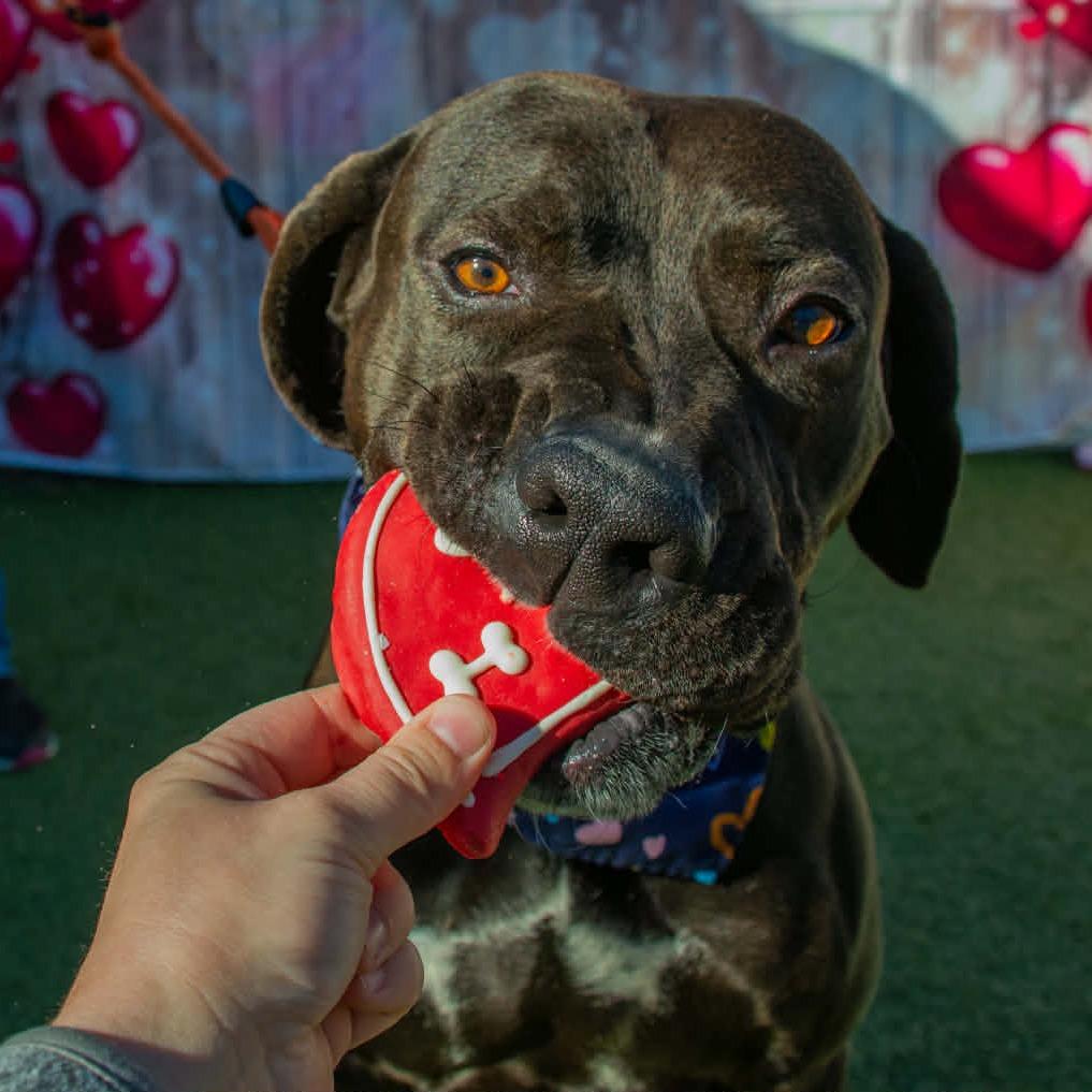 River, Adoptable, Adult Male Labrador Retriever.