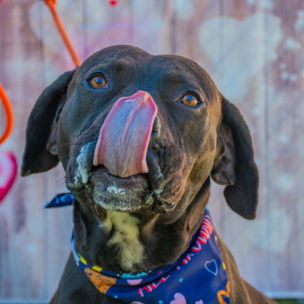 Enlarge River, a Adoptable mixed breed in Concord, NC image 2/6