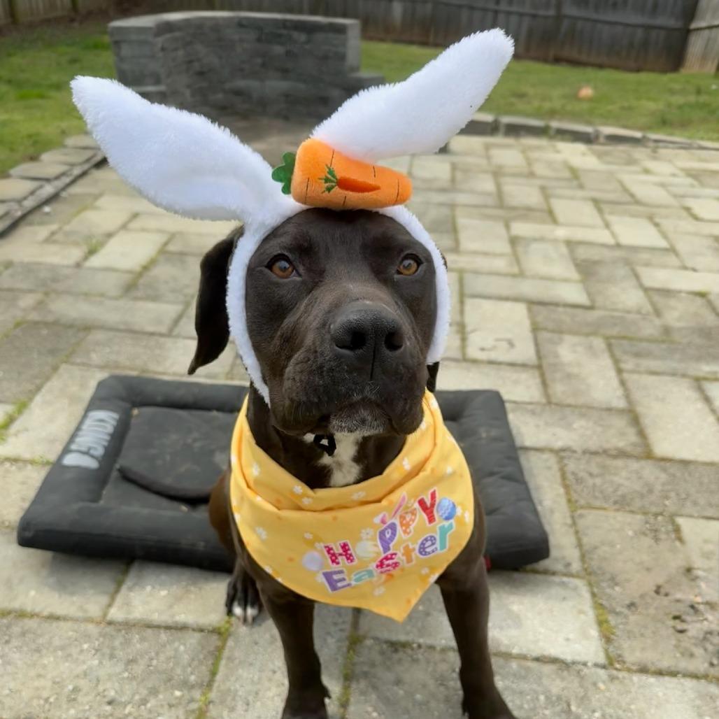 Enlarge River, a Adoptable mixed breed in Concord, NC image 5/6