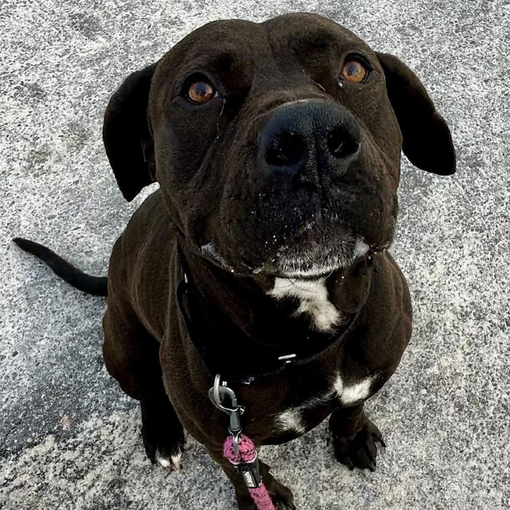 Enlarge River, a Adoptable mixed breed in Concord, NC image 6/6