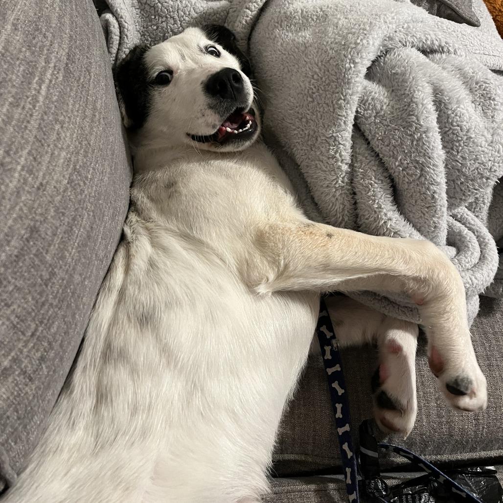 Goldbug, Adoptable, Young Male Great Pyrenees & Mixed Breed.