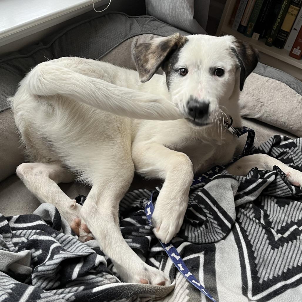 Enlarge Goldbug, a Adoptable mixed breed in Raleigh, NC image 3/6