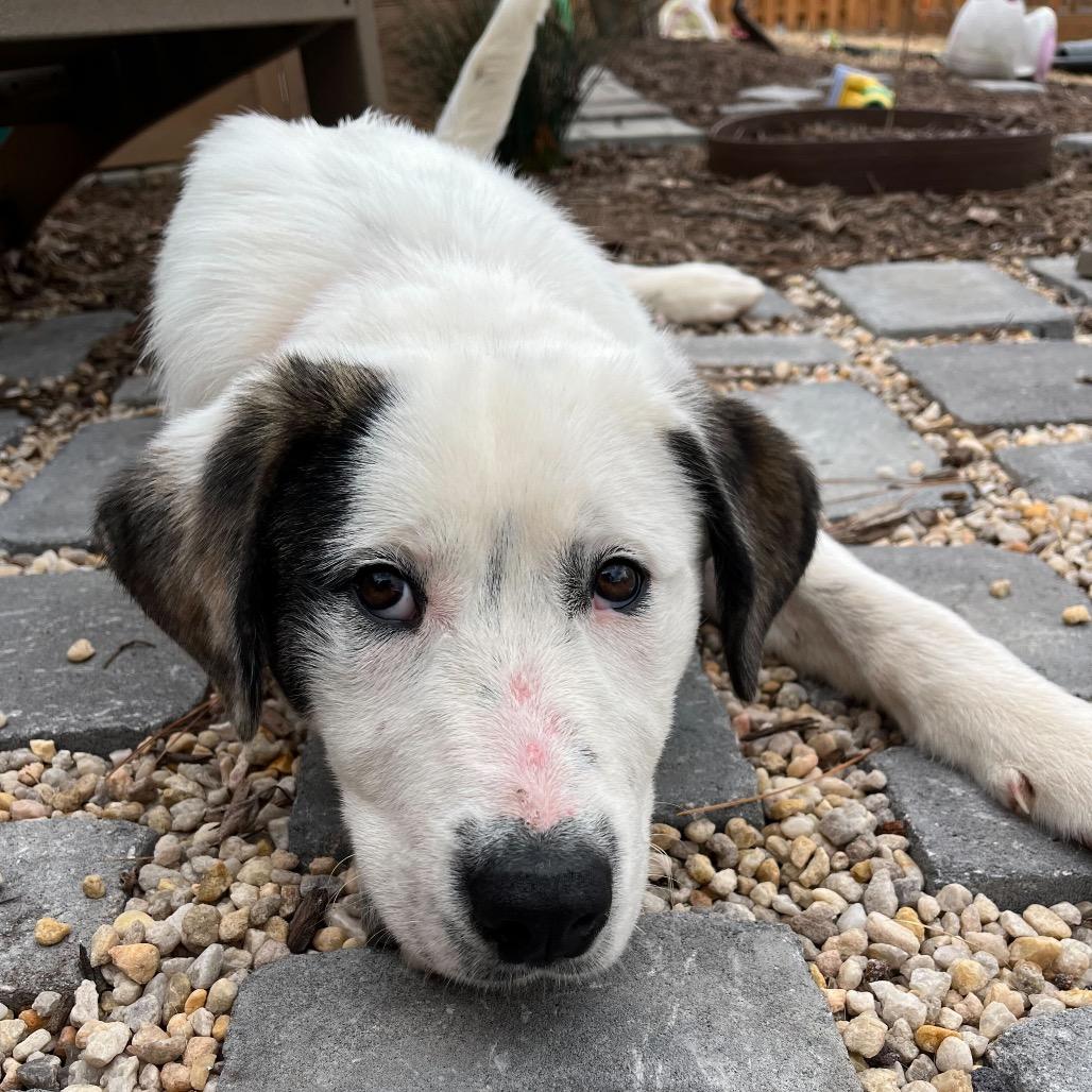 Enlarge Goldbug, a Adoptable mixed breed in Raleigh, NC image 4/6