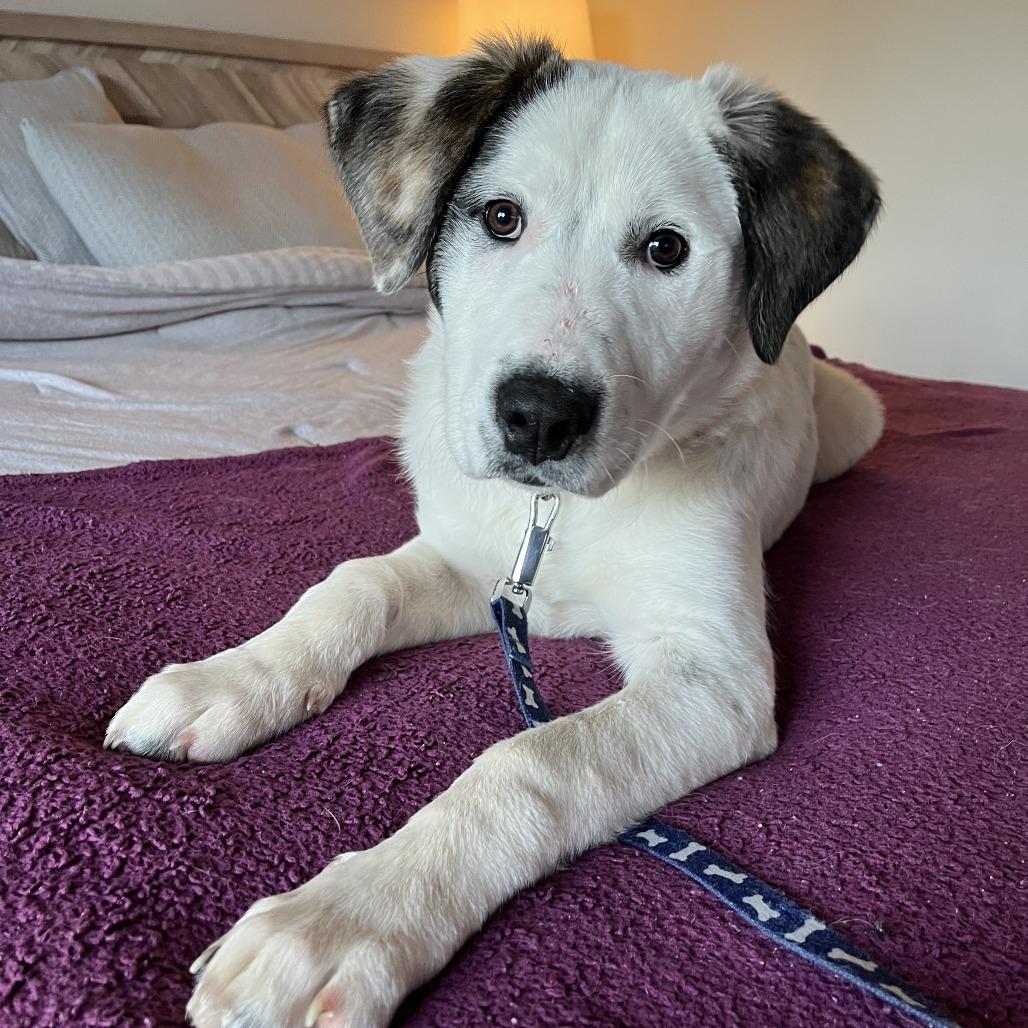 Enlarge Goldbug, a Adoptable mixed breed in Raleigh, NC image 5/6