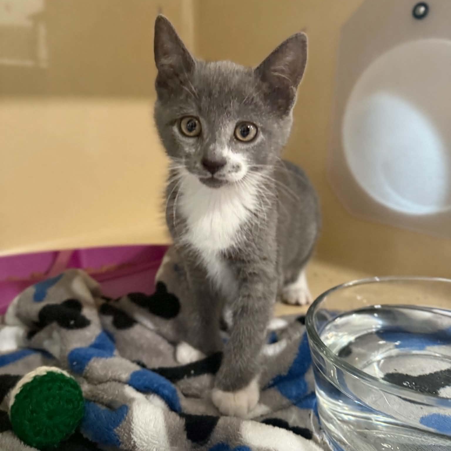 Malta, Adoptable, Kitten Female Domestic Short Hair.