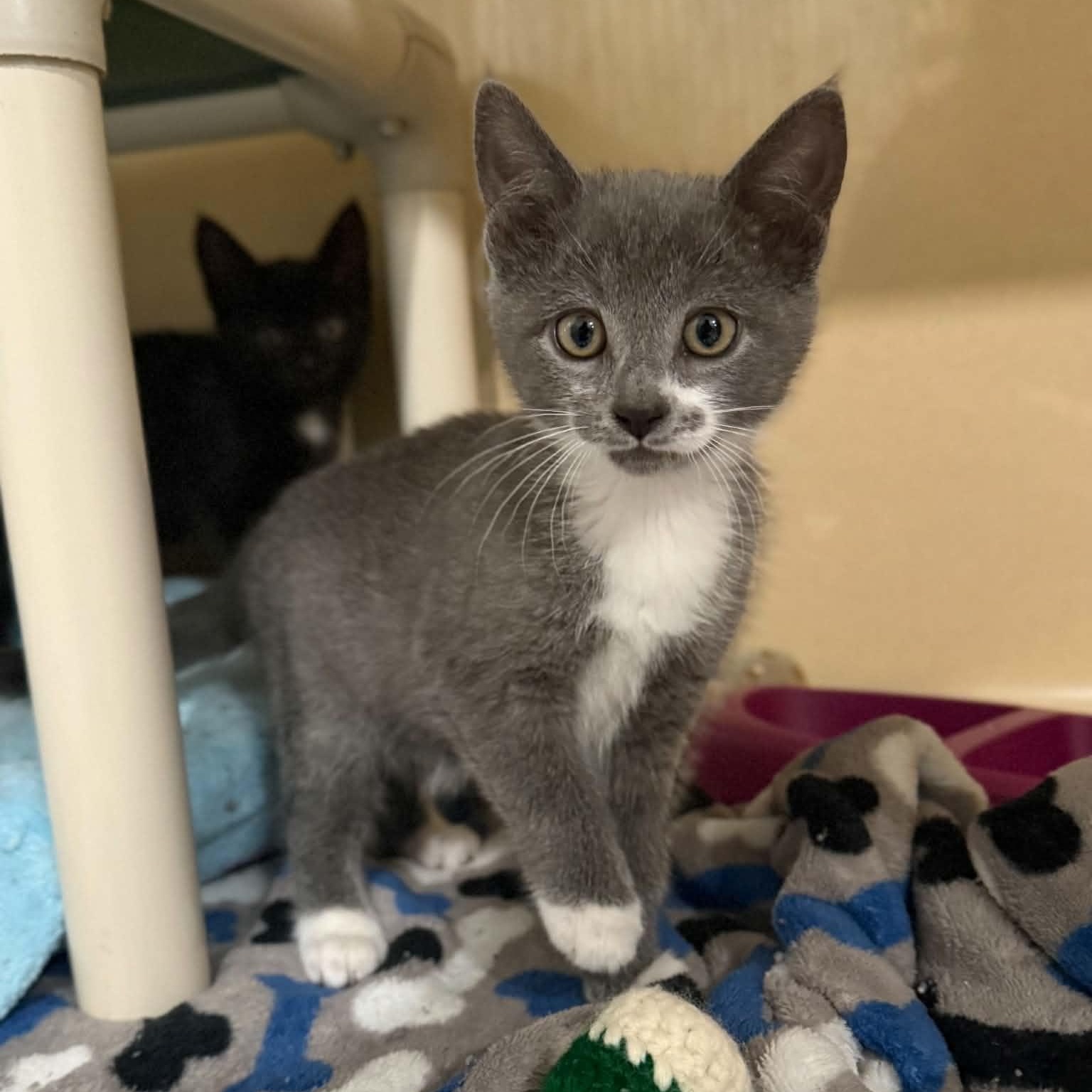 Enlarge Malta, a Adoptable mixed breed in Penn Yan, NY image 2/2