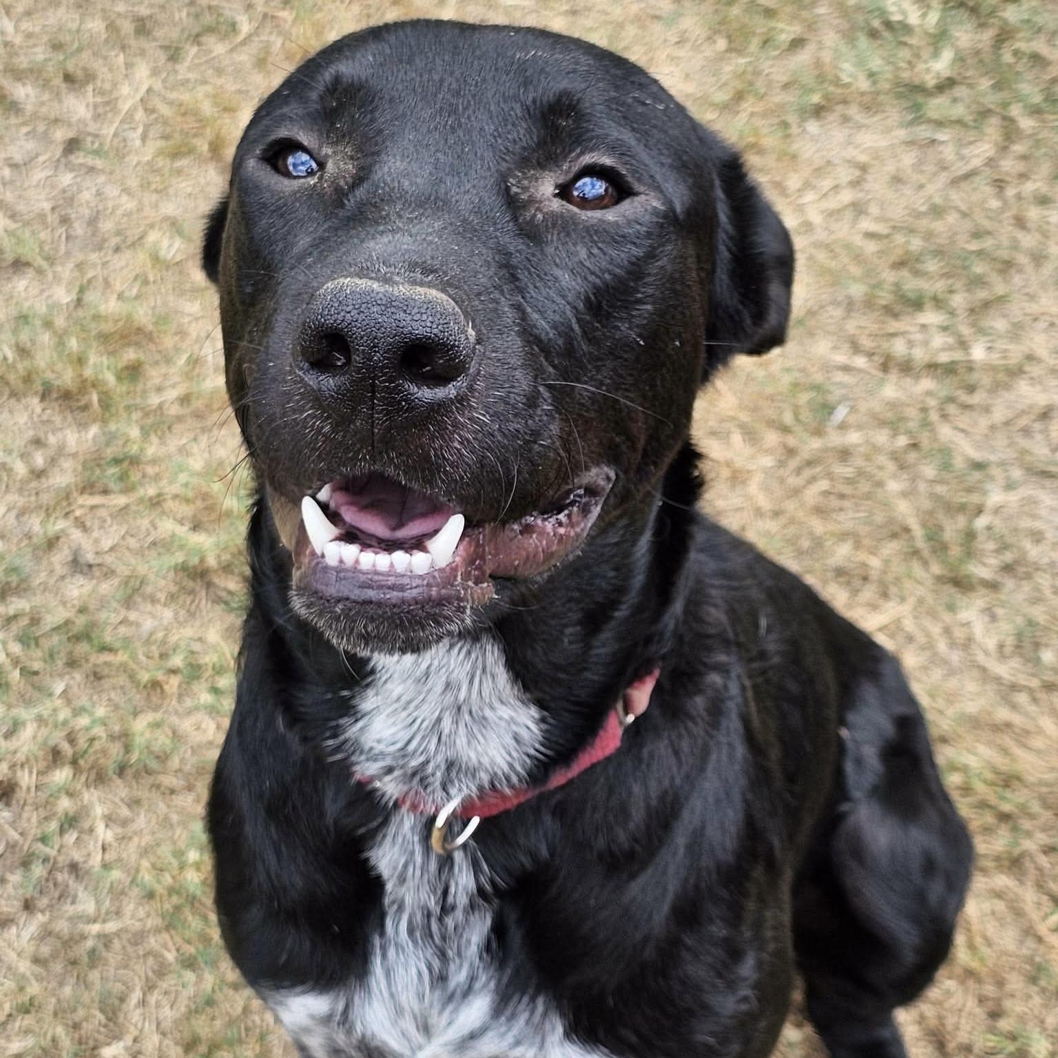Enlarge Limewire aka Oreo (20261020-01), a Adopted mixed breed in Niagara on the Lake, ON image 3/6