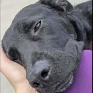 Enlarge Limewire aka Oreo (20261020-01), a Adopted mixed breed in Niagara on the Lake, ON image 5/6