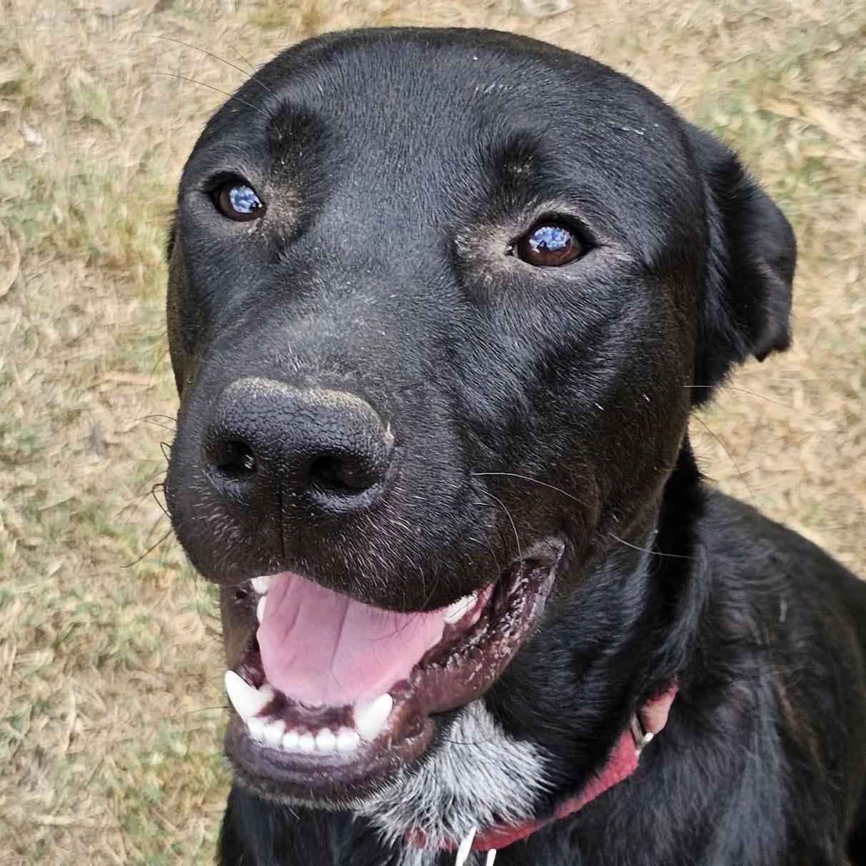 Limewire aka Oreo (20261020-01), Adopted, Young Male Black Labrador Retriever.