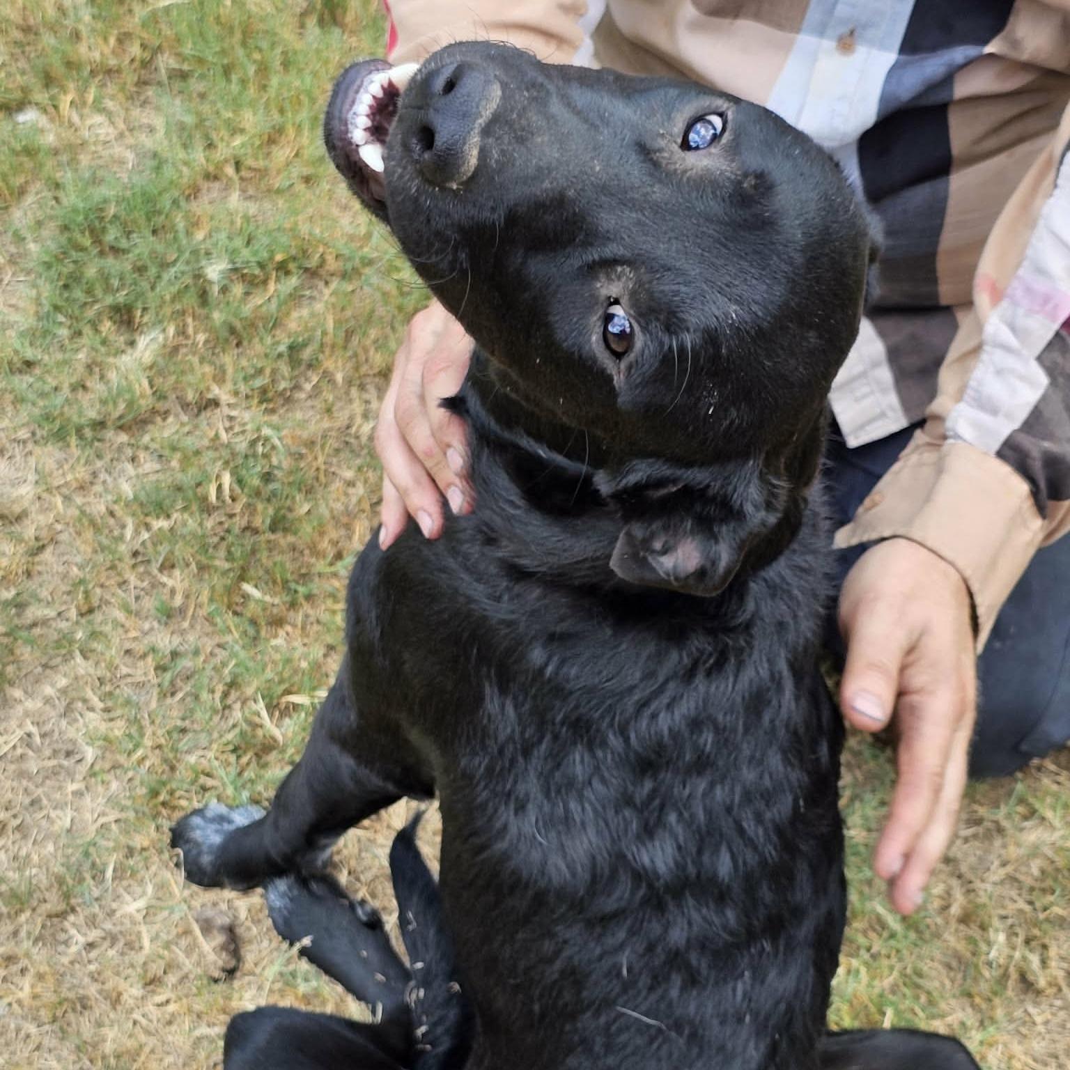 Enlarge Limewire aka Oreo (20261020-01), a Adopted mixed breed in Niagara on the Lake, ON image 4/6