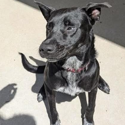 Enlarge Limewire aka Oreo (20261020-01), a Adopted mixed breed in Niagara on the Lake, ON image 2/6
