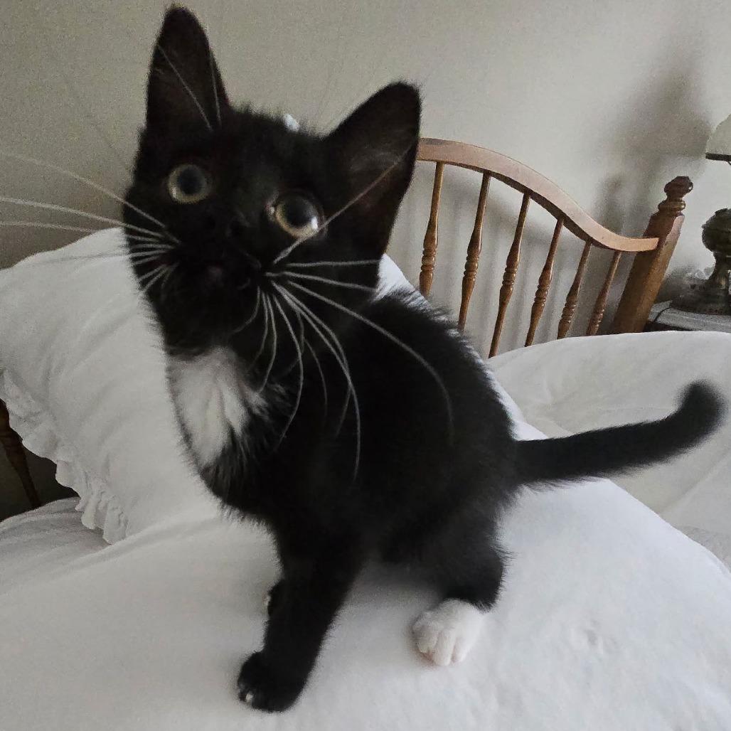 Harvey, Adoptable, Kitten Male Domestic Short Hair.