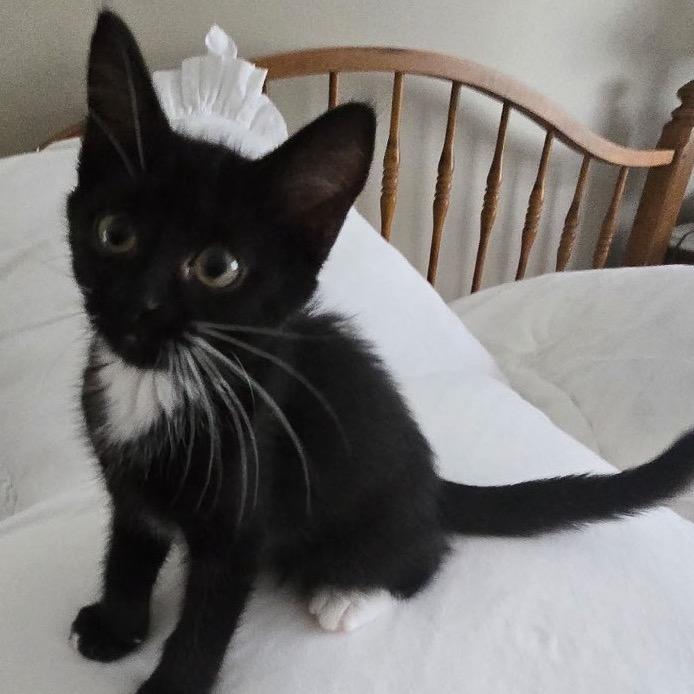 Enlarge Harvey, a Adoptable Domestic Short Hair in Richmond, VA image 2/2