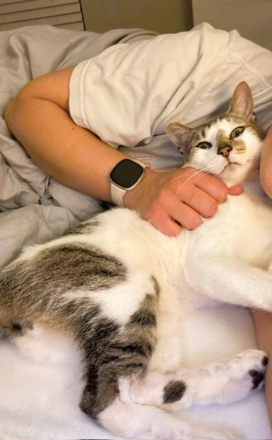 Sully, a Adoptable Domestic Short Hair in Charlotte, NC image 6/6