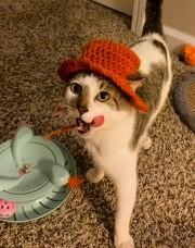 Sully, a Adoptable Domestic Short Hair in Charlotte, NC image 3/6