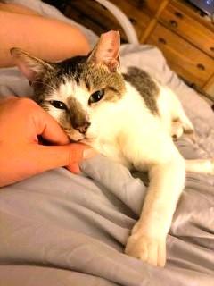Sully, a Adoptable Domestic Short Hair in Charlotte, NC image 2/6