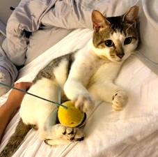 Sully, a Adoptable Domestic Short Hair in Charlotte, NC image 4/6