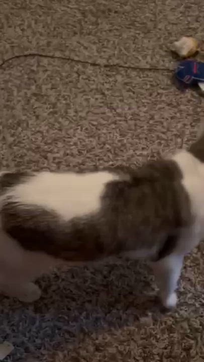 Enlarge Sully, a Adoptable Domestic Short Hair in Charlotte, NC video 5/6