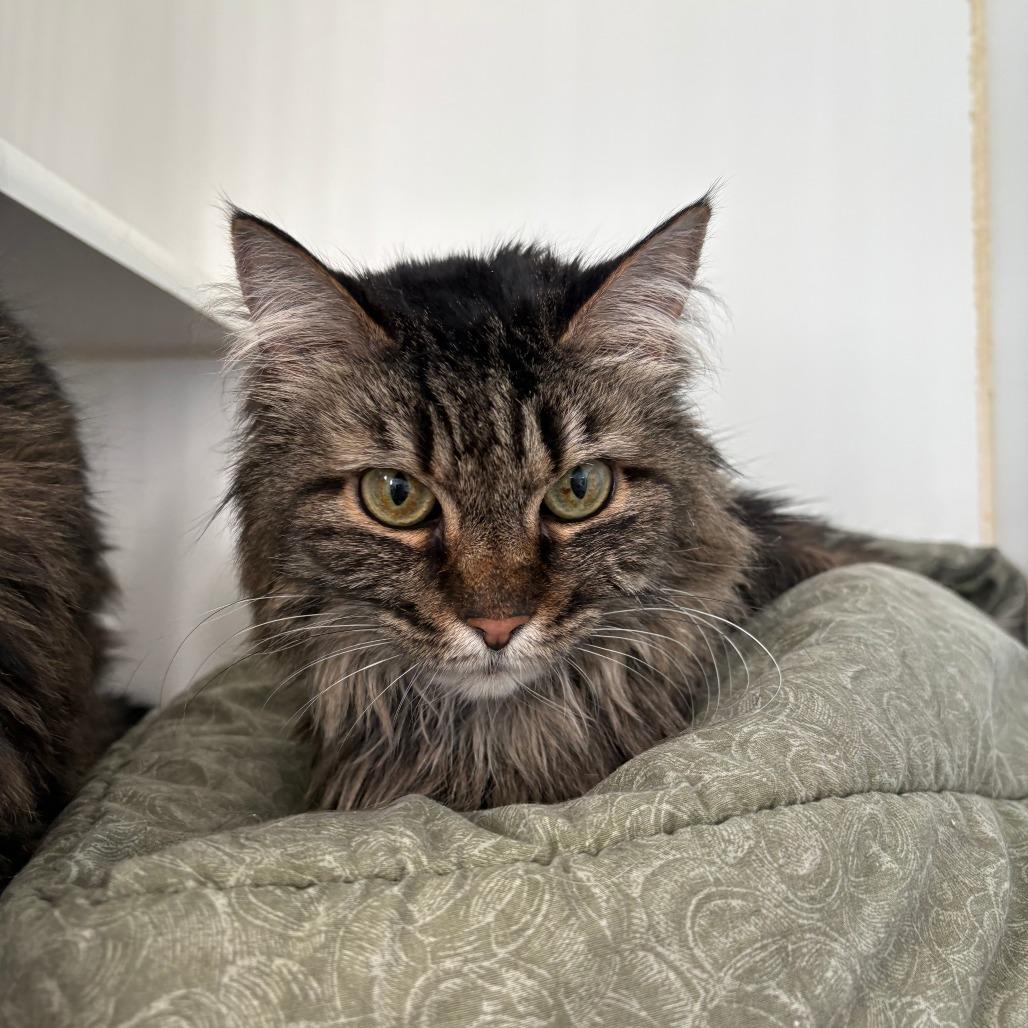 Enlarge Lucy, an adopted Domestic Long Hair in Grass Valley, CA image 1/1