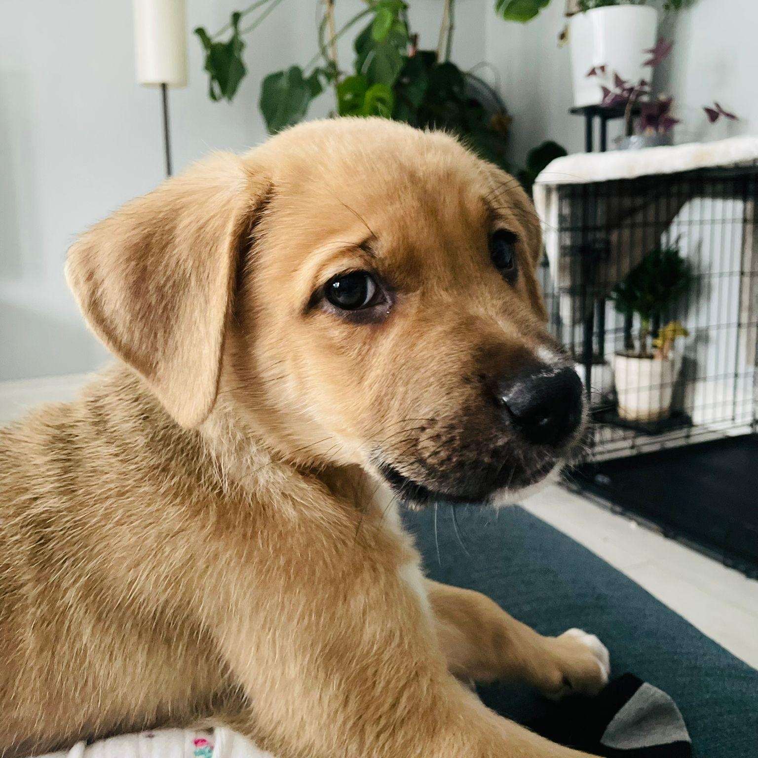 Enlarge Josie, an adopted mixed breed in Brantford, ON image 6/6