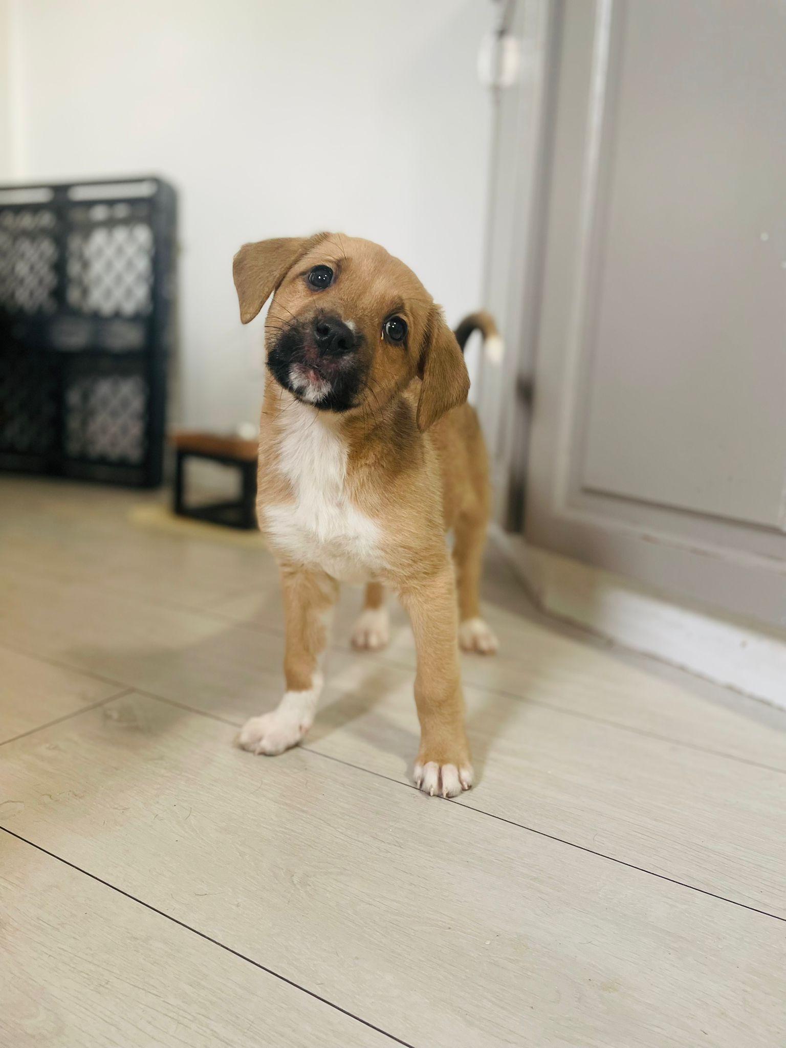 Enlarge Josie, an adopted mixed breed in Brantford, ON image 5/6