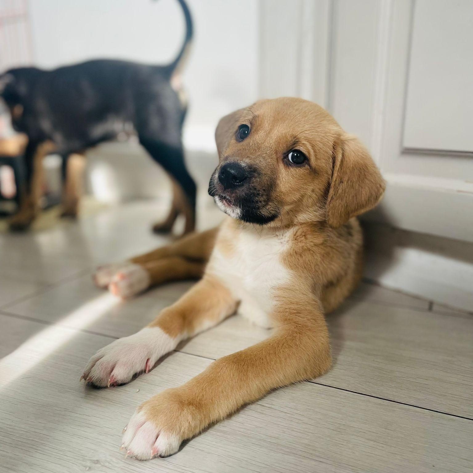 Enlarge Josie, an adopted mixed breed in Brantford, ON image 4/6