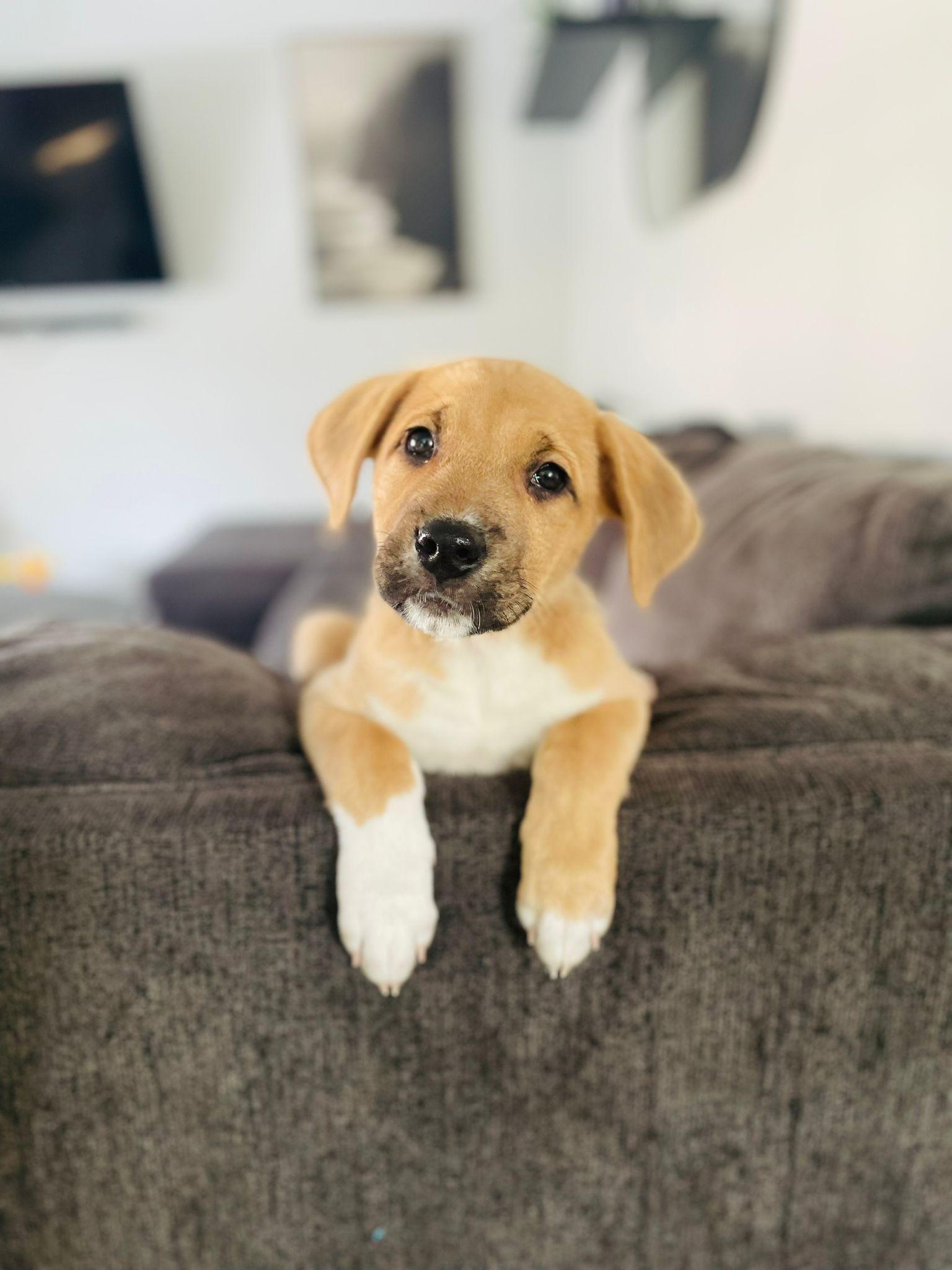 Enlarge Josie, an adopted mixed breed in Brantford, ON image 2/6