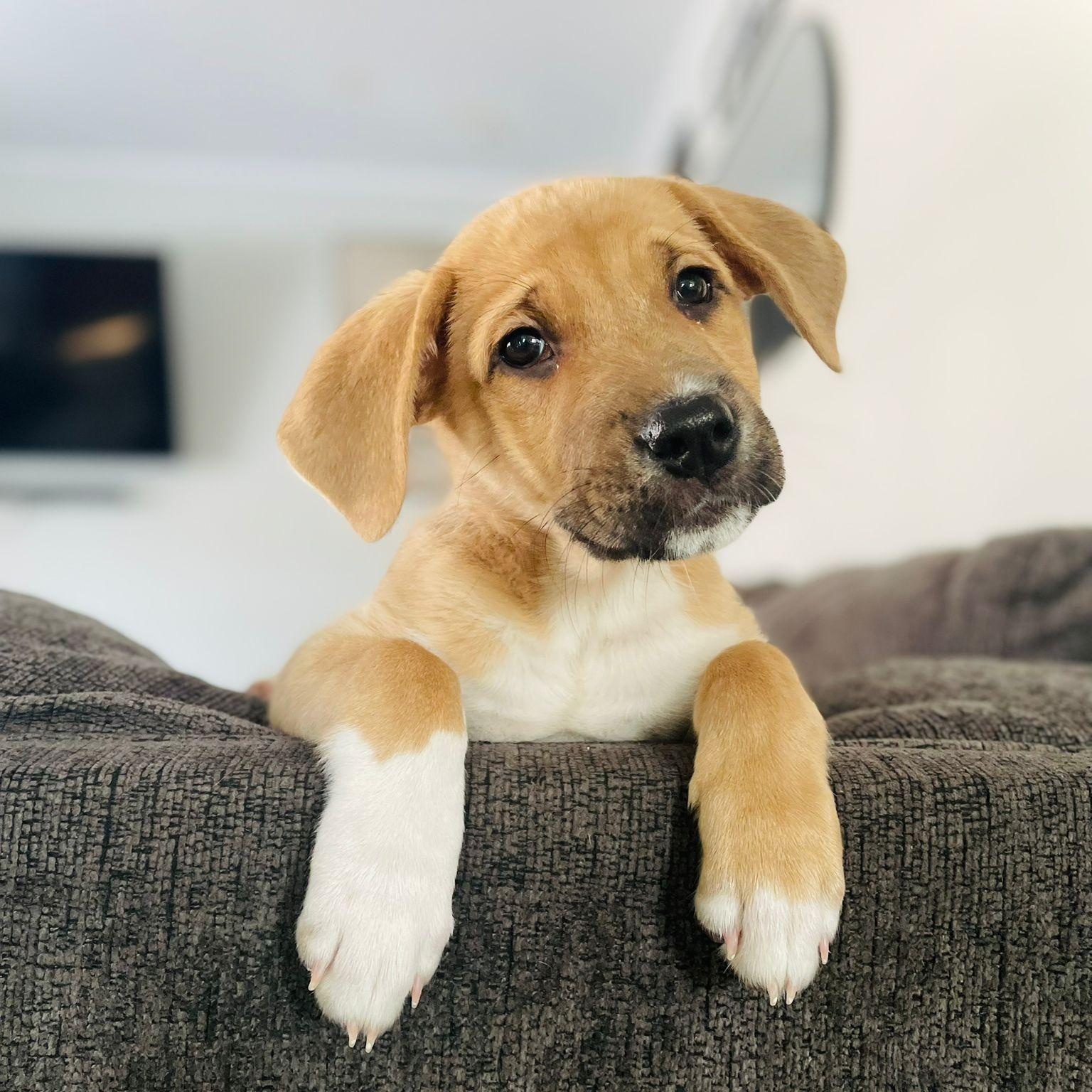 Josie, adopted, Young Female Labrador Retriever.