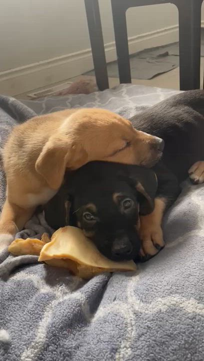 Enlarge Josie, an adopted mixed breed in Brantford, ON video 3/6