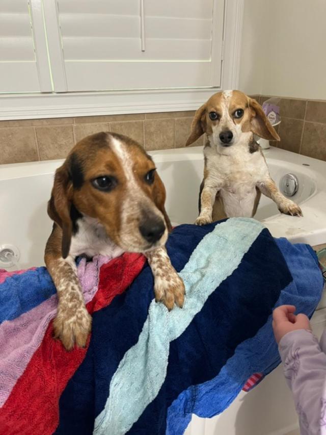 Enlarge Bubbles, an adopted Beagle in Williamsburg, VA image 2/6