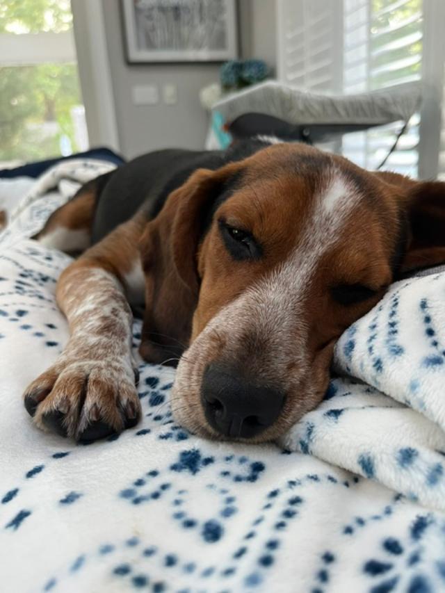 Bubbles, adopted, Young Female Beagle.