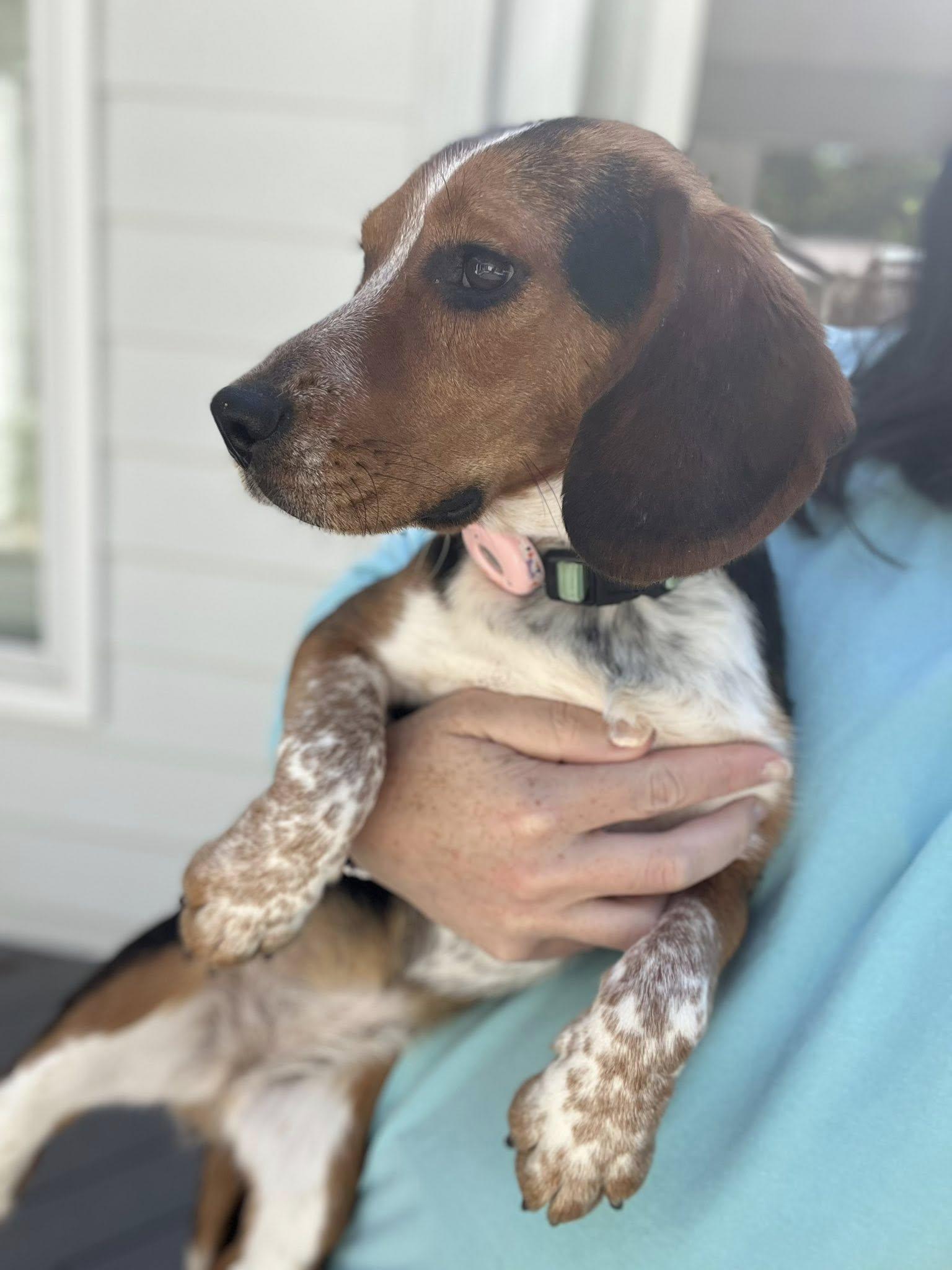 Enlarge Bubbles, an adopted Beagle in Williamsburg, VA image 3/6