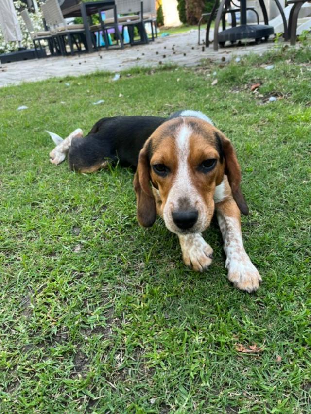 Enlarge Bubbles, an adopted Beagle in Williamsburg, VA image 5/6