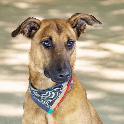 Wenny, Adoptable, Adult Female Doberman Pinscher & Mixed Breed.